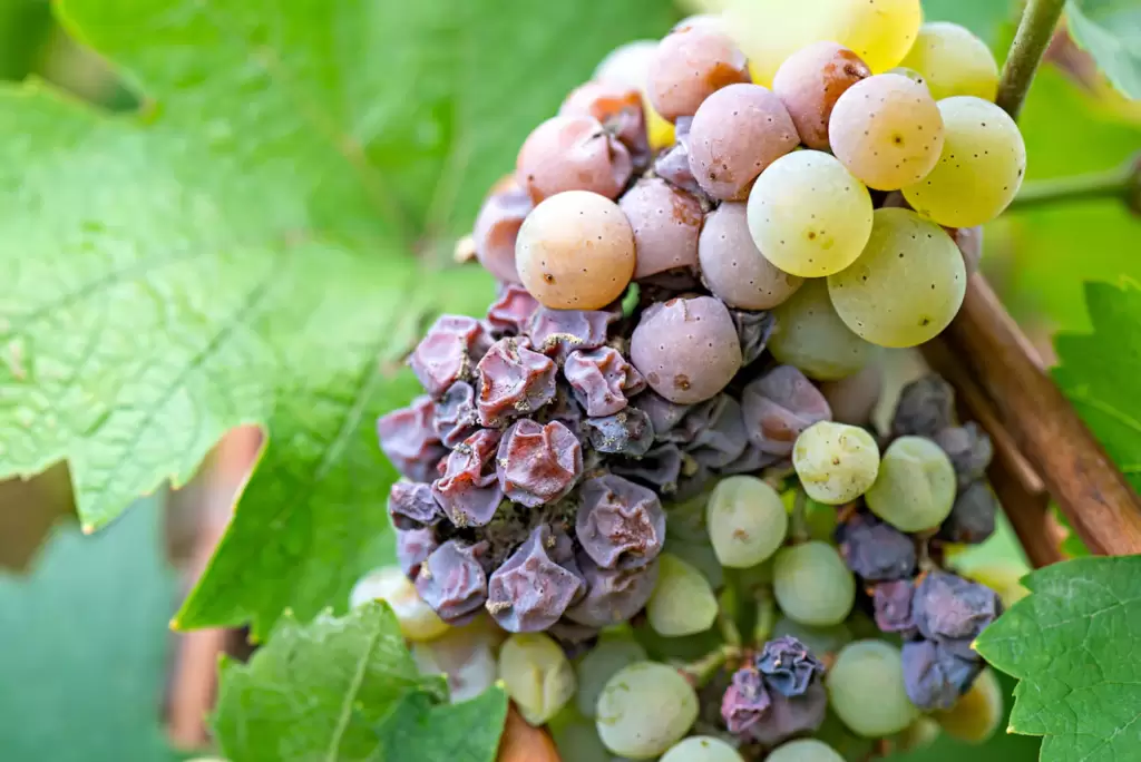 botrytis-cinerea, Podredumbre vino