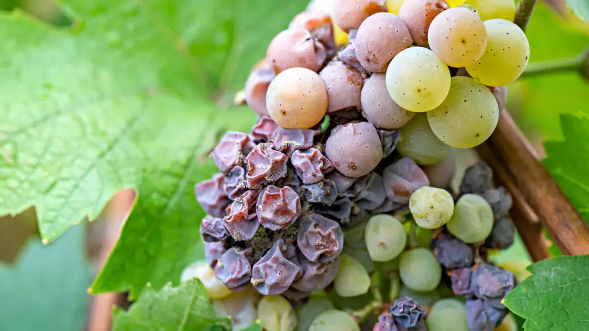 Vinos premium  con podredumbre – Botrytis